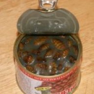silkworm