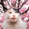 Cherry_blossom